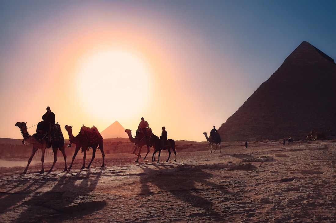 Camels at the pyramids of Giza